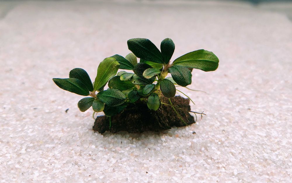 Bucephalandra Pygmaea "Bukit Kelam/Sintang"