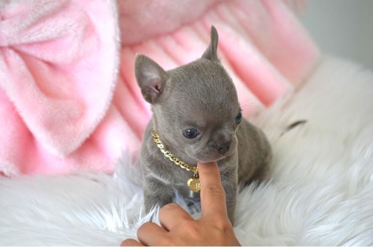 Chihuahua piekny malutki liliowy piesek