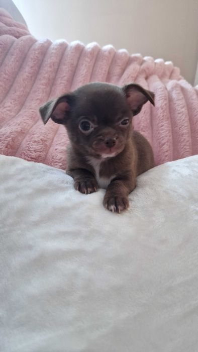 Chihuahua czekoladowy piesek cudowny, słodziutki naj naj
