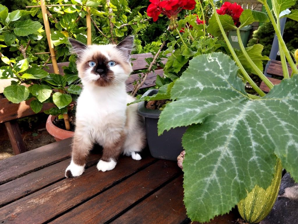 Kotek Ragdoll Ragdolle