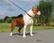 Amstaff szczeniaki