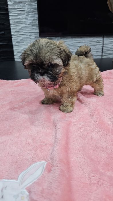 Sprzedam Shih tzu suczke 7 tygodni T