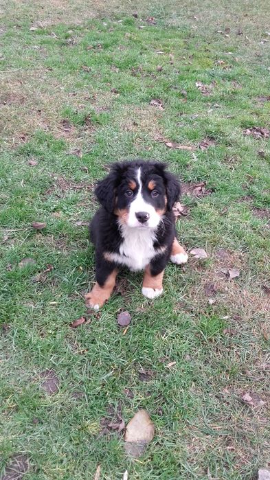Berneński pies pasterski berneńskie z metryką i czipem