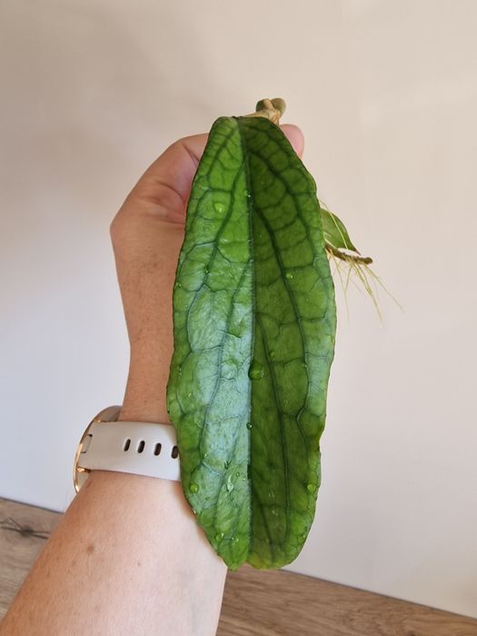 Hoya Golden Eye dwulistna ukorzeniona