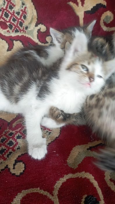 Віддам в добрі руки дівчинка і два котики,добру і люблячу сім'ю