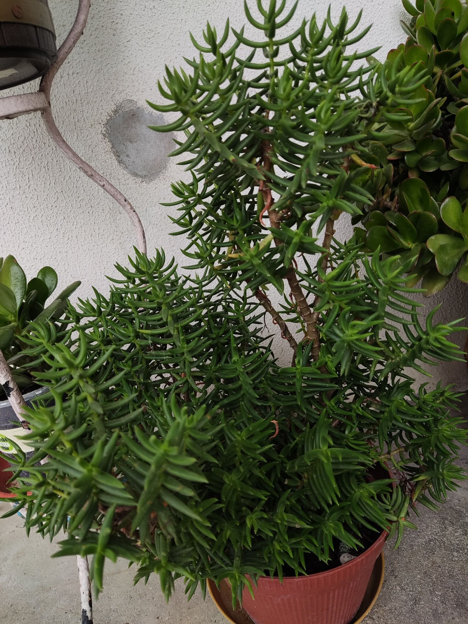 Diversas Suculentas em flor