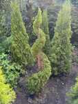 Thuja ( tuja ) Spirala - 180cm wysokosci! Dużo sztuk!