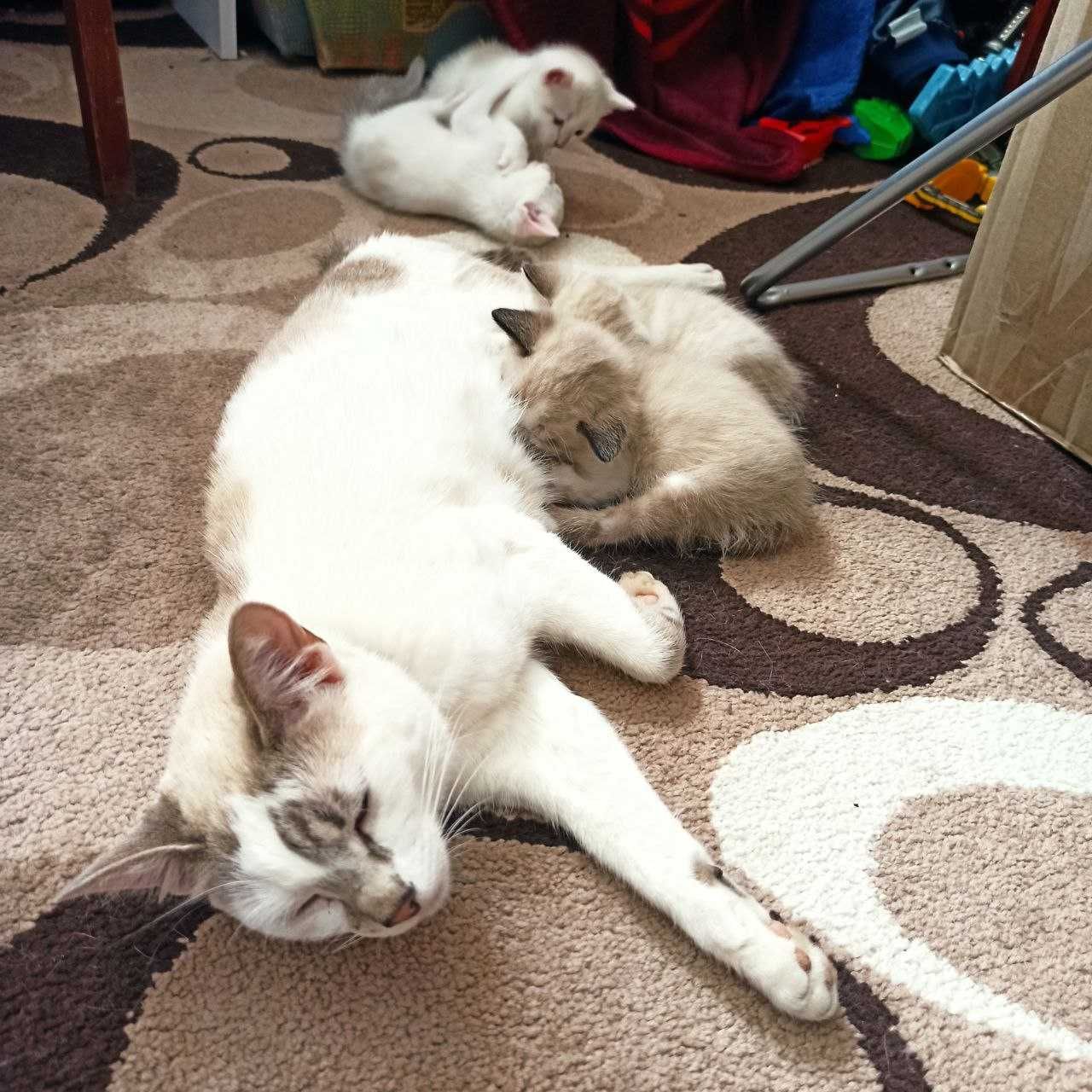 Котята, тайские котята