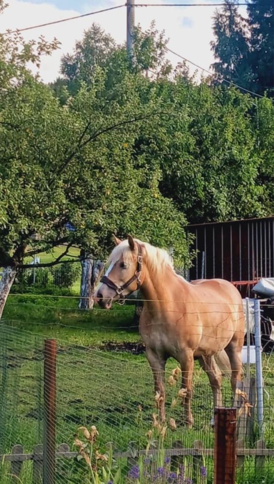 Sprzedam klacz rasy Haflinger