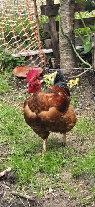 Disponíveis caseiros