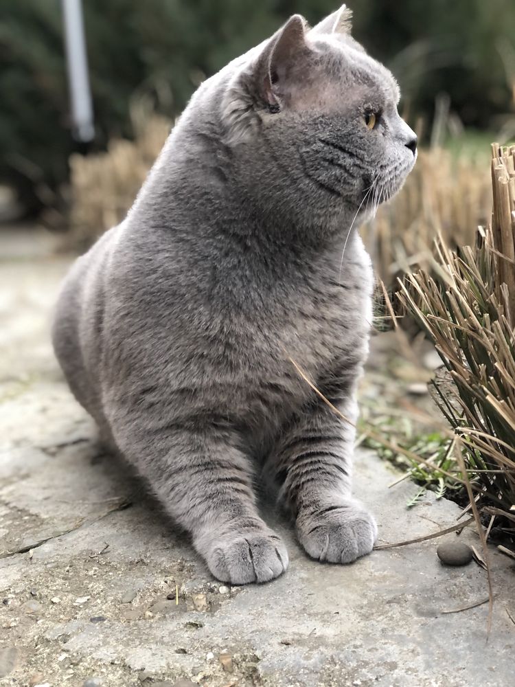 Шотландський прямовухий на в‘язку