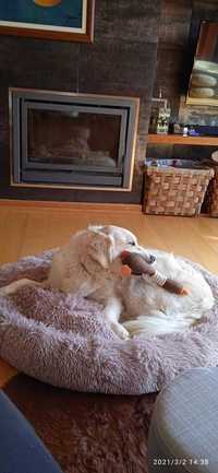 Novo! Cama com pêlo para cão e gato