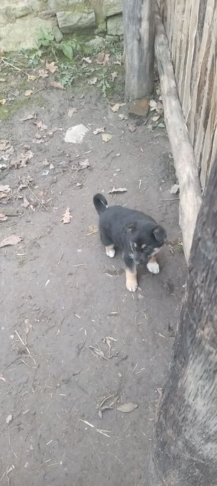 Отдам в хорошие руки