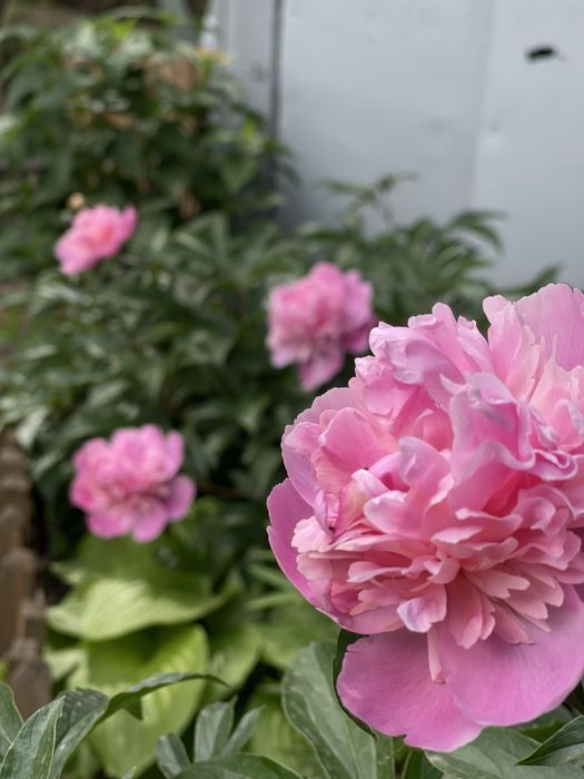 Пионы розовые