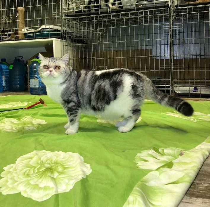 Толстушка Шотландская кошечка Пушинка, нежная и добрая, 1-3 годика