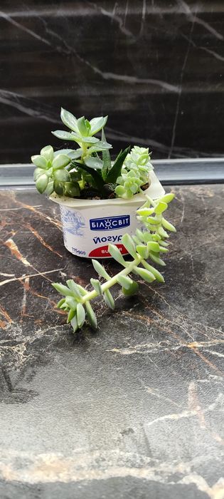 Антуріум, сукуленти, кактуси, драцена, алоє Флораріум Луцьк