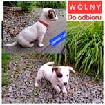 Malutki !!! piesek Jack Russell do odbioru krótkie nózki rodzice whod