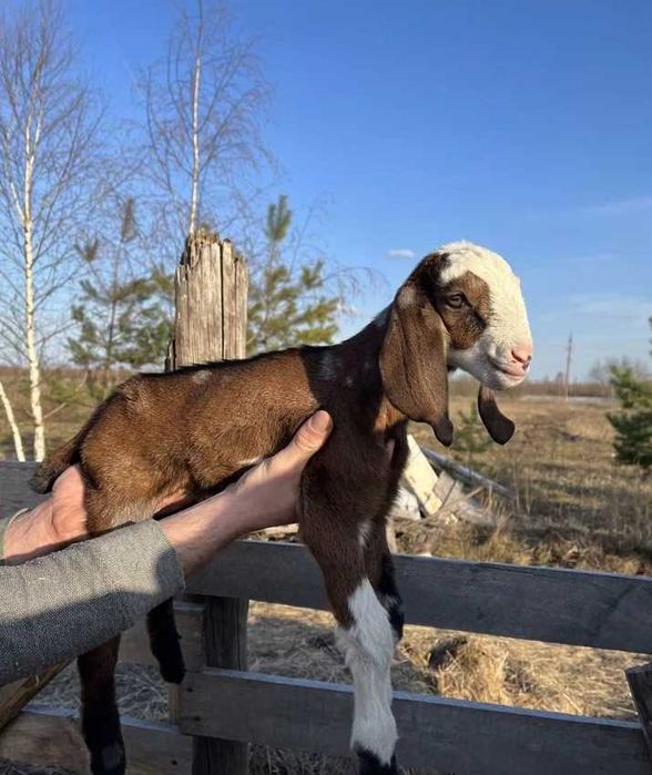 Коза , Англо-нубійська порода