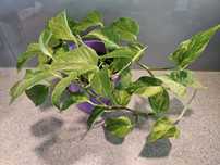 Philodendron Variegata Filodendron z doniczką
