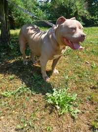 American staffordshire terrier Amstaff lilac