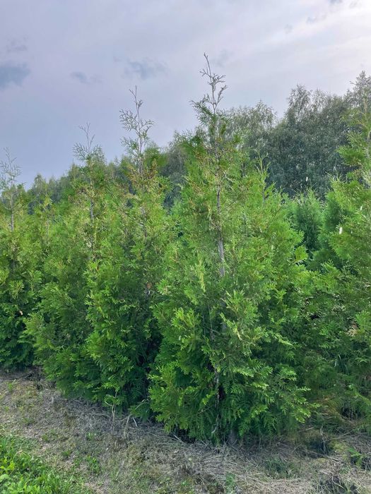Tuja Szmaragd 180-350cm PRODUCENT tuje brabant 200-350cm
