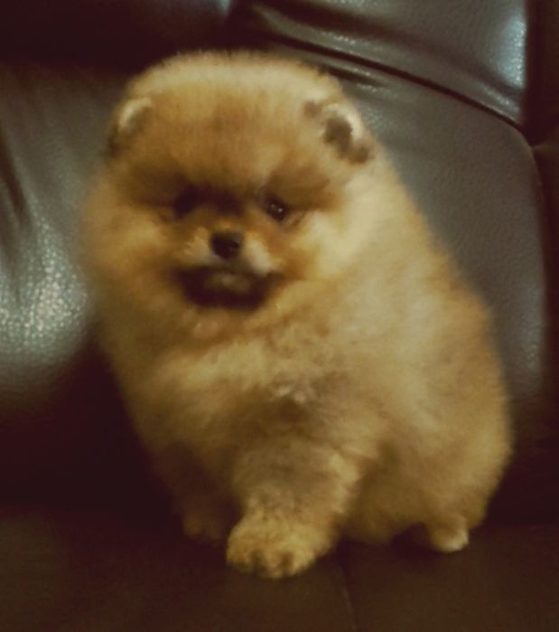 Девочка оранж,мишутка