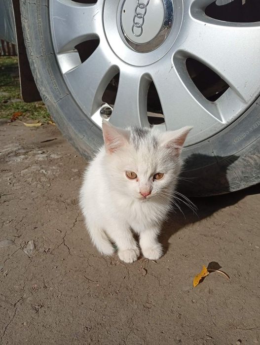 Віддам кошенят в добрі руки