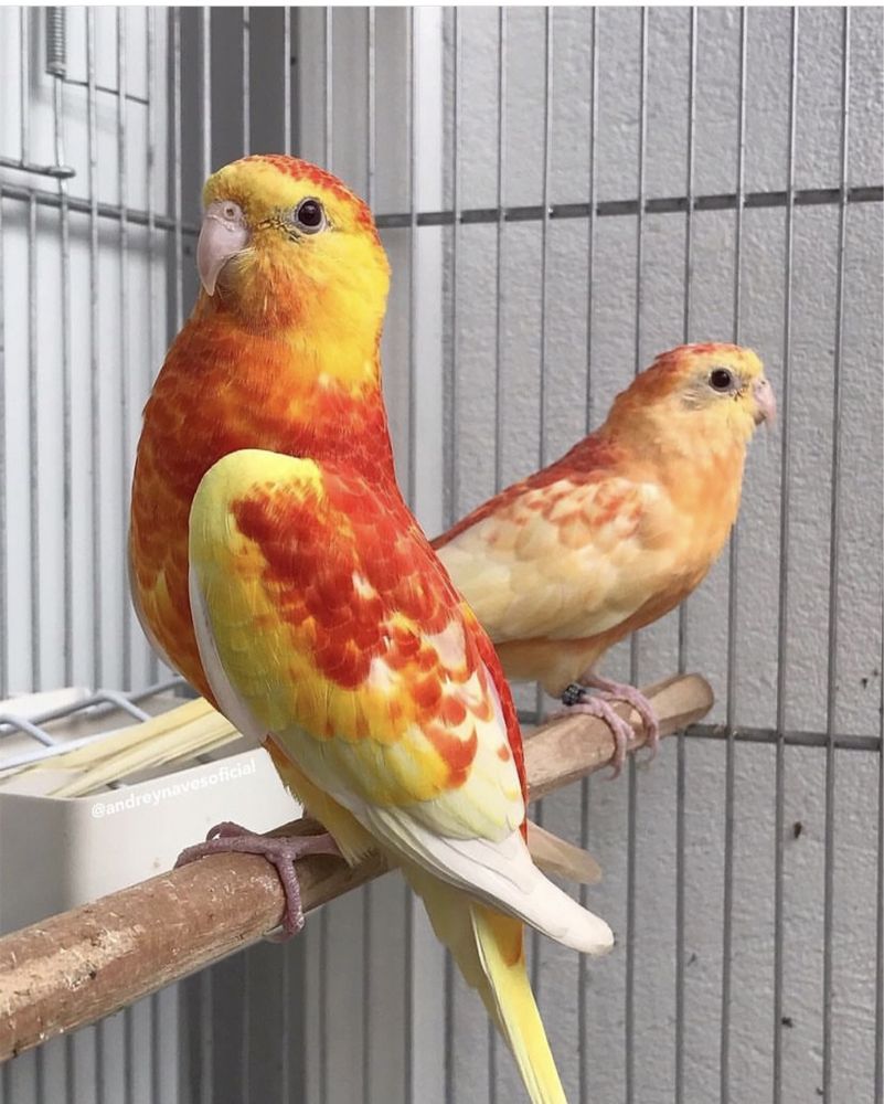 Певчие попугаи разных окрасов молодые