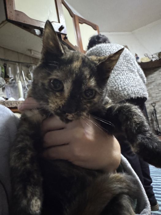 Gatinhos para adoção