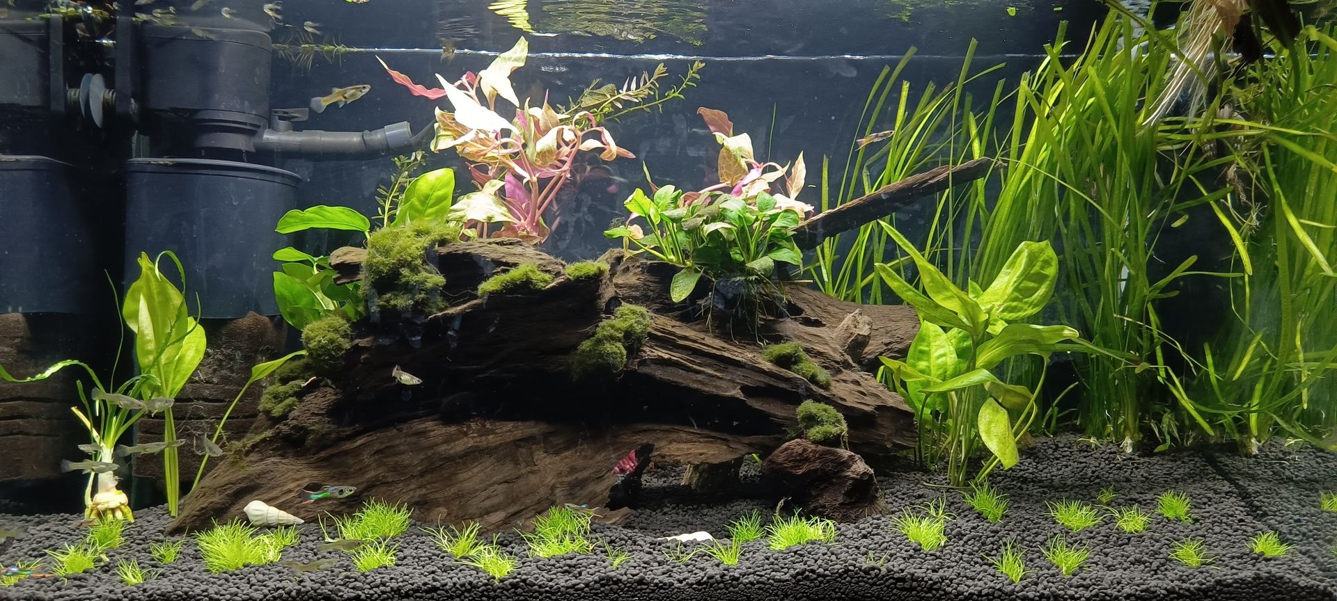 YOKUCHI Jiban Soil - 12L - czarne podłoże aktywne do akwarium