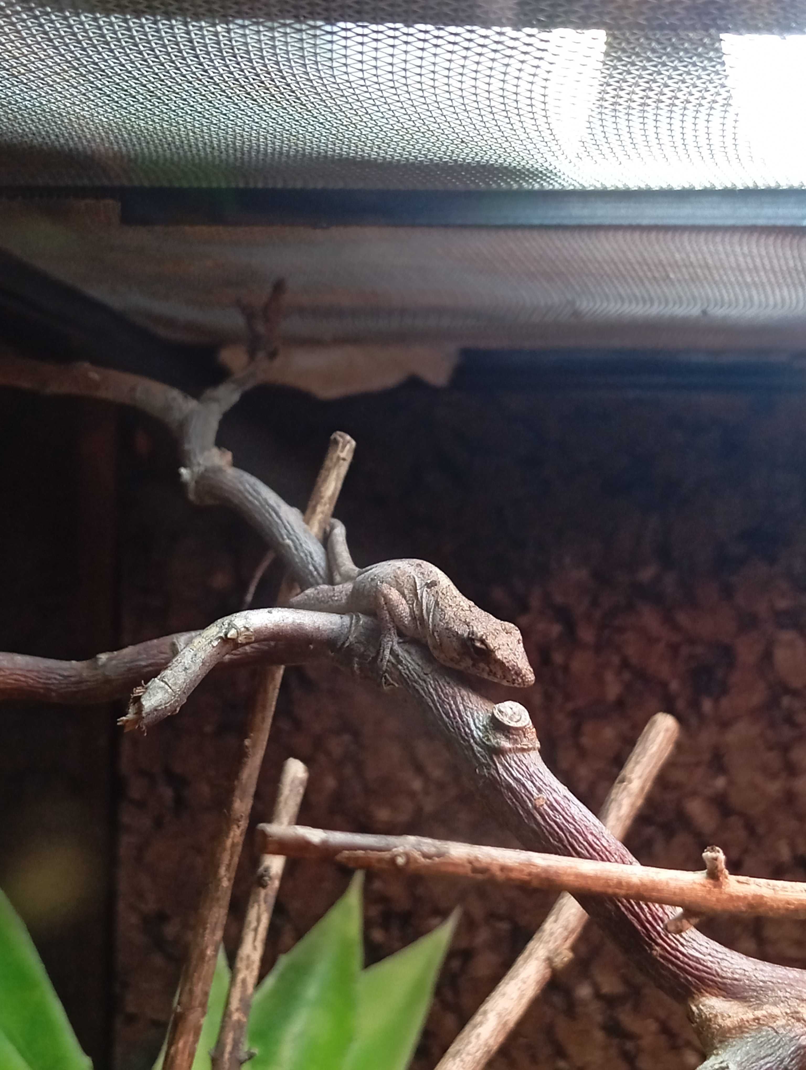 Anolis brązowy Anolis sagrei