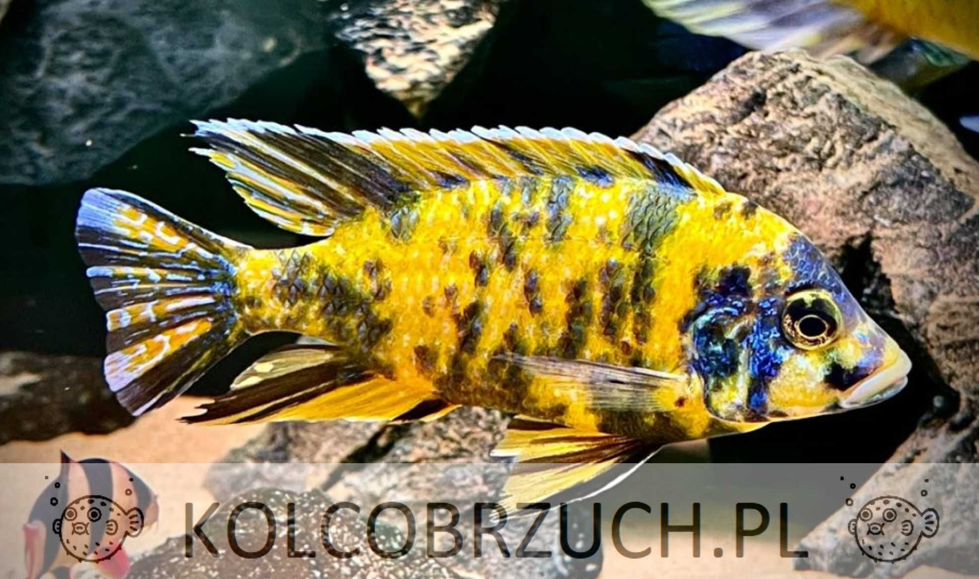 Aulonocara calico YELLOW - OB - Pyszczak - Pyszczaki - dowóz, wysyłka