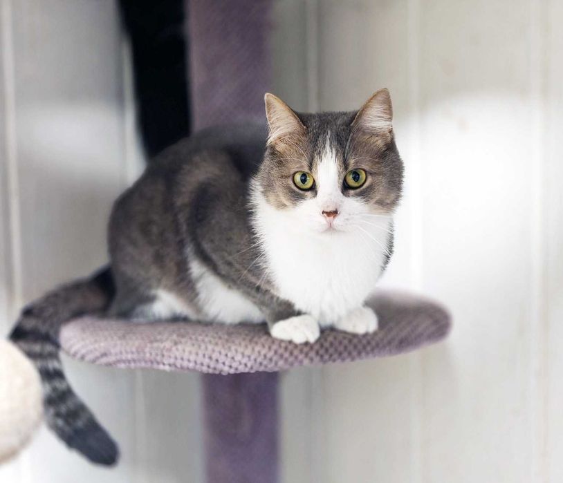 Ніжна кицюня Доллі 1рік шукає домівку! сріблясто-біла кішка кошеня кіт