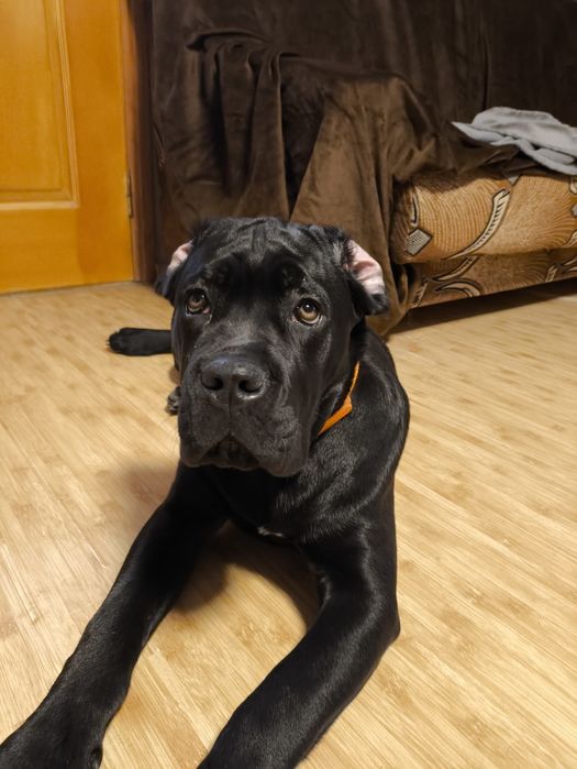 кане корсо щенята