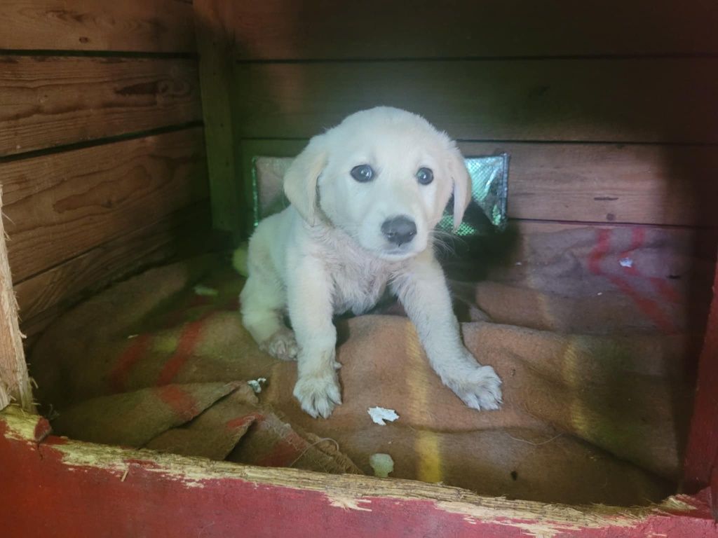 Api w typie labladora do adopcji