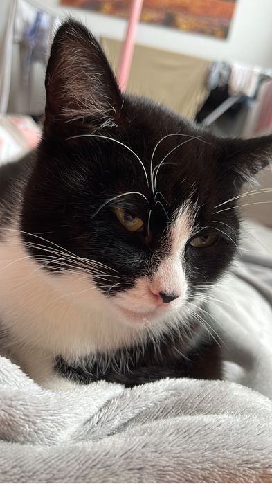 Zaginęła kotka w Chojnicach