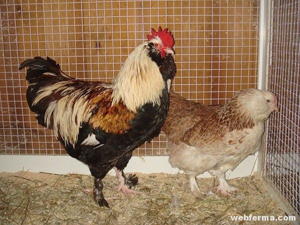 Инкубационное яйцо курицы породы Фавероль