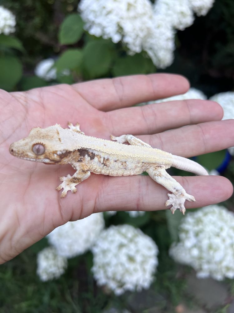 Gekon orzęsiony LILLY WHITE samica