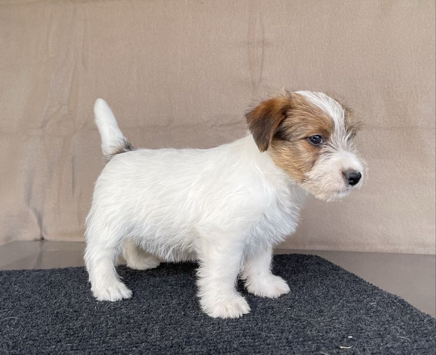 Jack Russel Terrier - Cerdoso