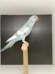 Ring neck azul malhado