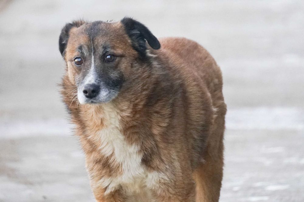 Kodżak - starszy psiak szuka domu