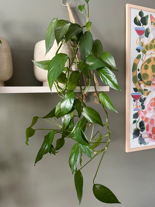 Roślina zielona wisząca pnąca philodendron epipremnum