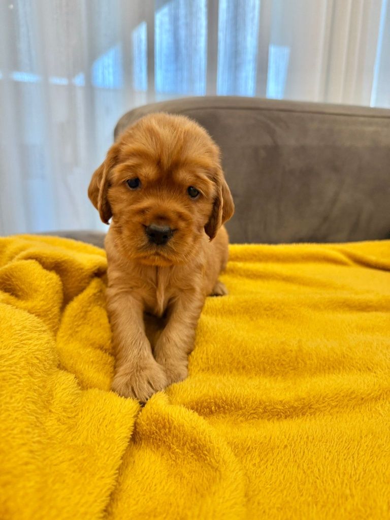 Cocker menino top