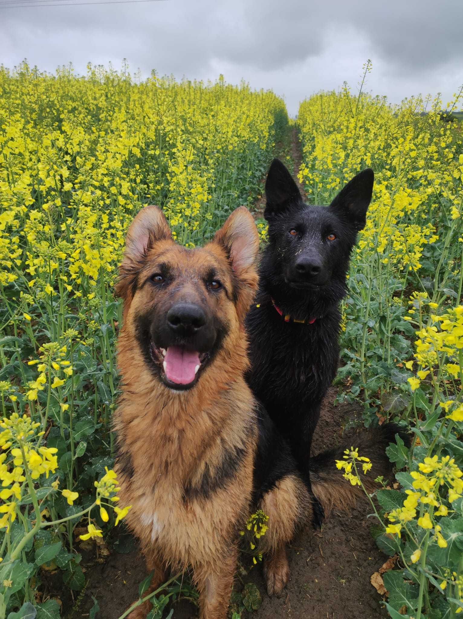 Owczarek niemiecki, Dharma ,  do adopcji