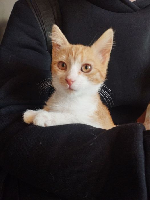 Кошеня Хлопчик 2 місяці - відважне серце в маленькому тілі