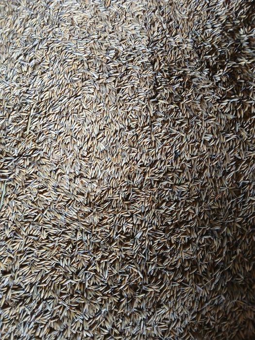 Zboże pszenica, owies