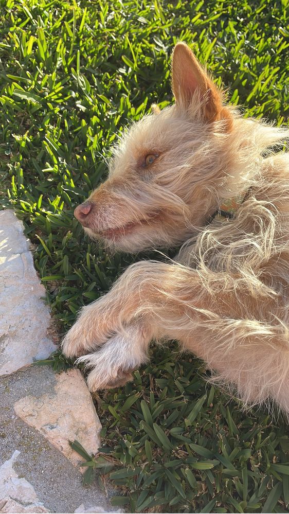 Passear Cães Sobreda / Charneca da Caparica