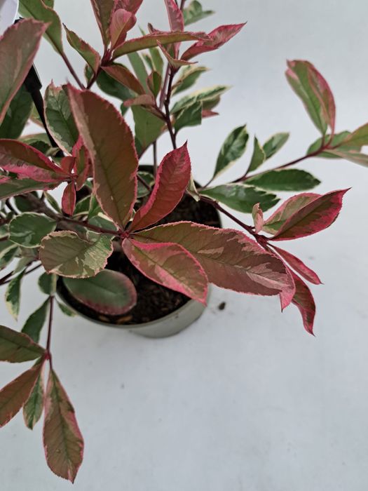 Głogowik zimozielony pink marble czerwony piekny mrozpodprny