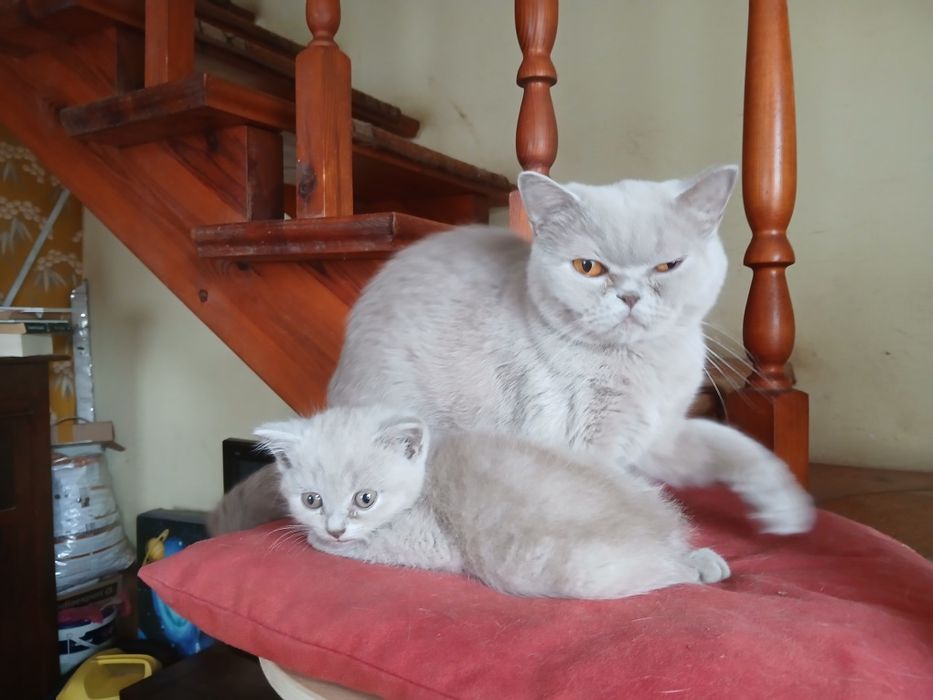 Liliowy kocurek brytyjski już do odbioru