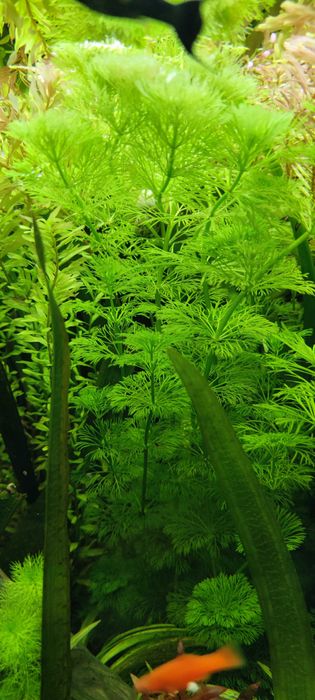 Limnophila Sessiliflora